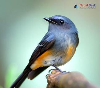 Slaty-backed Flycatcher - Ficedula erithacus