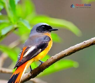 Small Minivet_Pericrocotus cinnamomeus