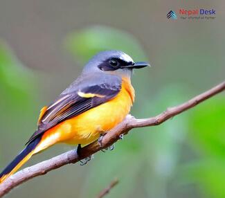 Small Minivet_Pericrocotus cinnamomeus