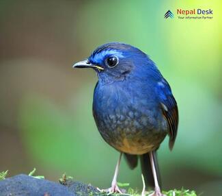 Small Niltava_Niltava macgrigoriae