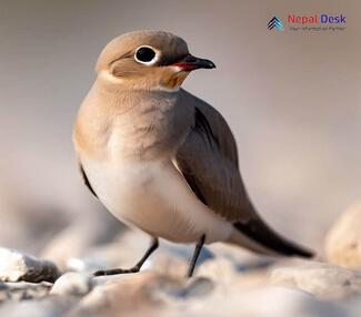Small Pratincole_Glareola lactea