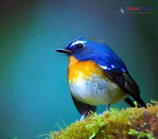 Snowy-browed Flycatcher_Ficedula hyperythra