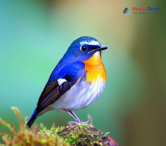 Snowy-browed Flycatcher_Ficedula hyperythra