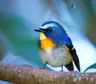 Snowy-browed Flycatcher_Ficedula hyperythra