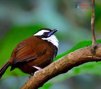 Snowy-throated Babbler_Stachyris oglei