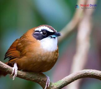 Snowy-throated Babbler_Stachyris oglei