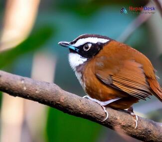 Snowy-throated Babbler_Stachyris oglei