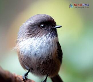 Sooty Tit - Aegithalos fuliginosus