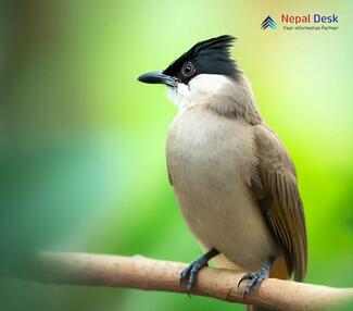 Sooty-headed Bulbul - Pycnonotus aurigaster