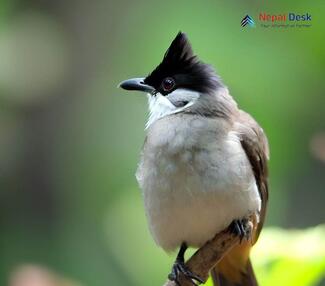 Sooty-headed Bulbul - Pycnonotus aurigaster