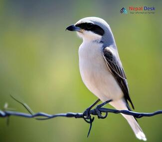 Southern Grey Shrike - Lanius meridionalis