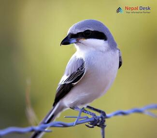 Southern Grey Shrike - Lanius meridionalis