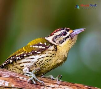 Speckled Piculet Picumnus innominatus