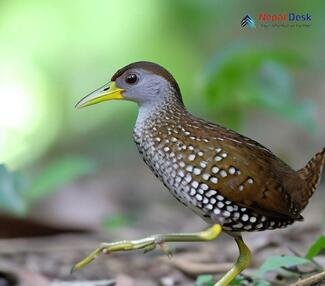 Spotted Crake - Porzana porzana