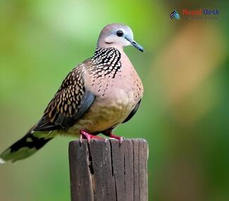 Spotted Dove - Streptopelia chinensis