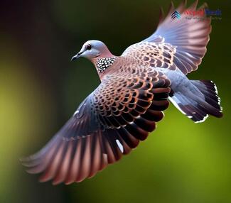 Spotted Dove - Streptopelia chinensis