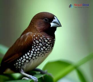 Spotted Munia - Lonchura punctulata jankowskii