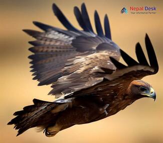 Steppe Eagle_Aquila nipalensis