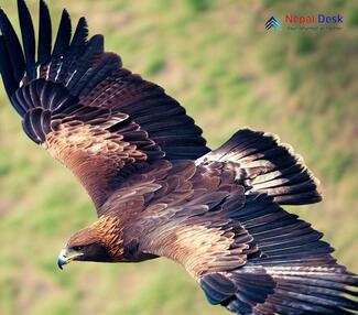 Steppe Eagle_Aquila nipalensis