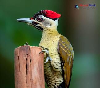 Streak throated Woodpecker - Picus xanthopygaeus