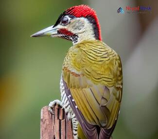 Streak throated Woodpecker - Picus xanthopygaeus