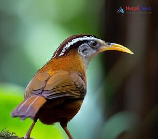 Streak-breasted Scimitar-Babbler - Pomatorhinus ruficollis