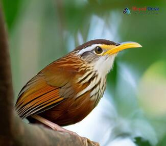 Streak-breasted Scimitar-Babbler - Pomatorhinus ruficollis