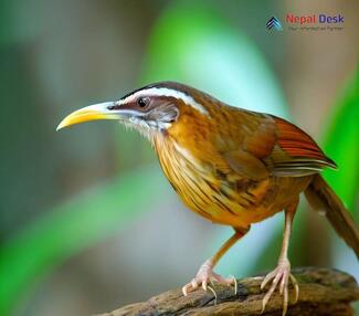 Streak-breasted Scimitar-Babbler - Pomatorhinus ruficollis