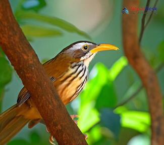 Streak-breasted Scimitar-Babbler - Pomatorhinus ruficollis