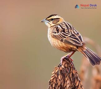 Striated Grassbird - Megalurus palustris