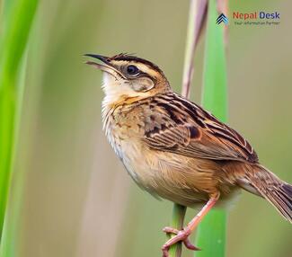 Striated Grassbird - Megalurus palustris