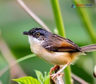 Striated Prinia - Prinia crinigera