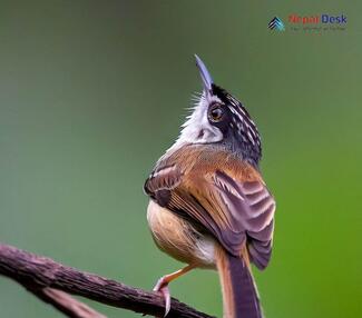 Striated Prinia - Prinia crinigera