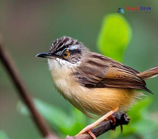 Striated Prinia - Prinia crinigera