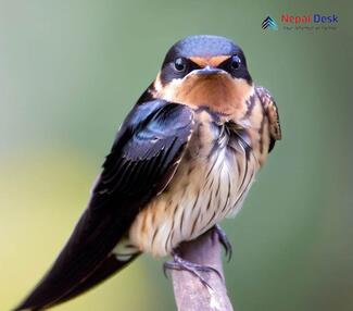 Striated Swallow - Cecropis striolata