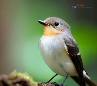 Taiga Flycatcher - Ficedula albicilla taivana