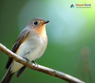 Taiga Flycatcher - Ficedula albicilla taivana