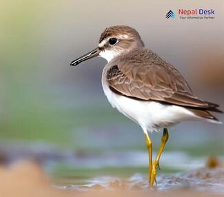 Temminck's Stint - Calidris temminckii