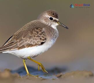 Temminck's Stint - Calidris temminckii