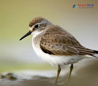 Temminck's Stint - Calidris temminckii