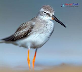 Terek Sandpiper - Xenus cinereus