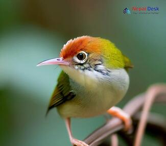 Common Tailorbird_Orthotomus sutorius