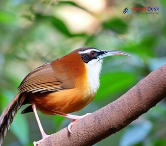 The Slender-billed Scimitar-babbler - Pomatorhinus superciliaris