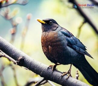 Tibetan Blackbird_Turdus maximus mandarinus