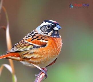 Tibetan Bunting_Emberiza koslowi