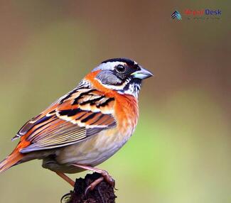 Tibetan Bunting_Emberiza koslowi