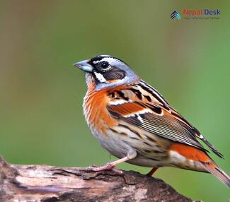 Tibetan Bunting_Emberiza koslowi