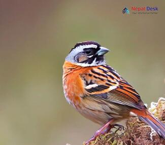 Tibetan Bunting_Emberiza koslowi