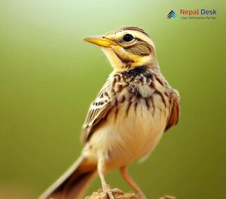 Tibetan Lark - Melanocorypha maxima