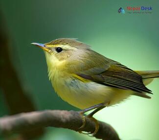 Tickell's Leaf Warbler - Phylloscopus affinis